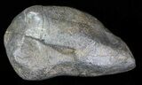 Fossil Whale Ear Bone - Miocene #63544-1